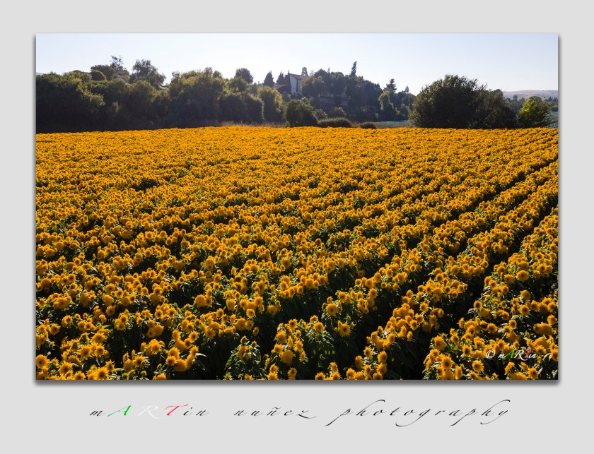 02823 Sunflowers San Juan Bautista