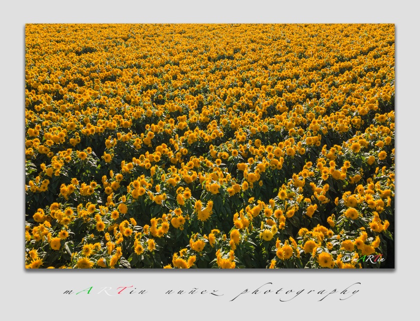 02825 Sunflowers of San Juan Bautista